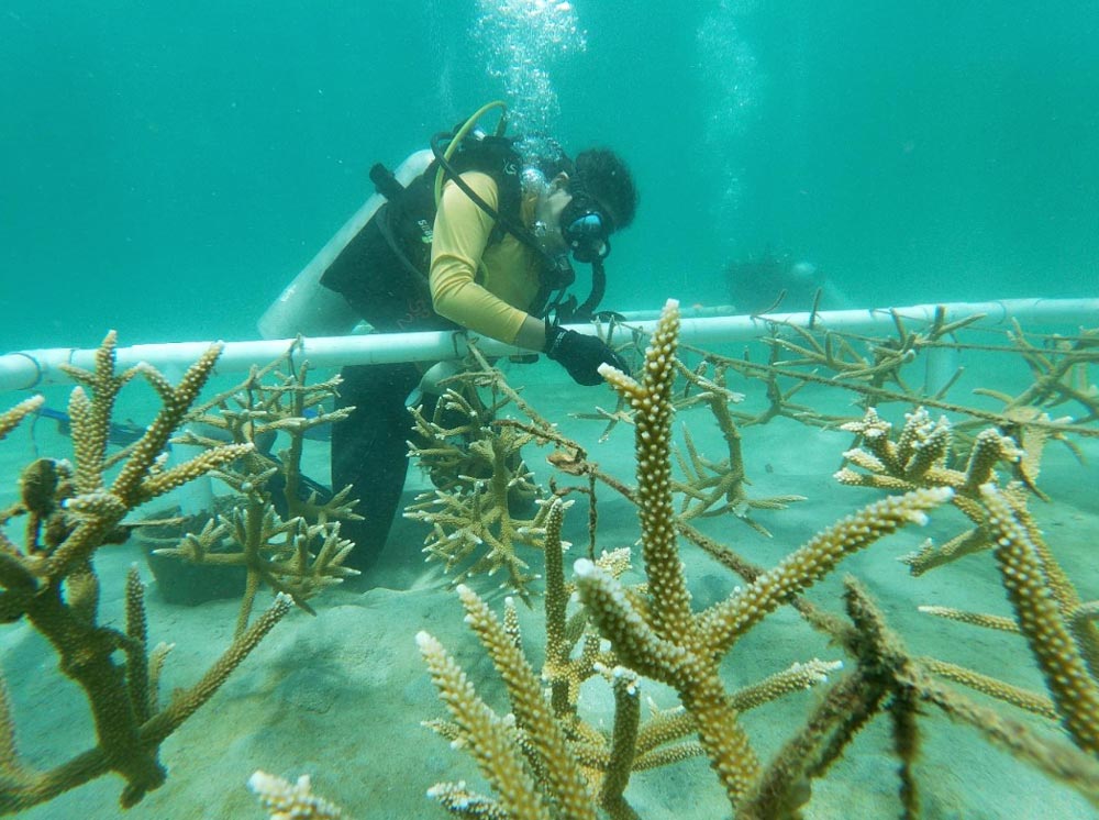 Ocean Builders are actively engaging in conservation initiatives, partnering with organizations dedicated to marine life presentation.